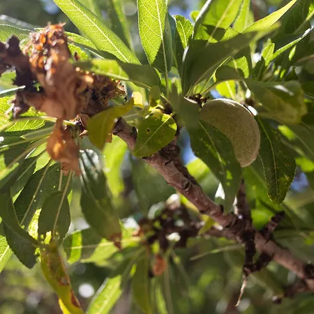 Trulli I Cedri, Ferienhaus *